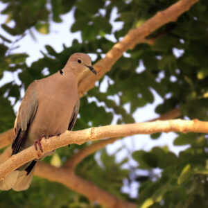 Mourning Dove Birds Stock Photos